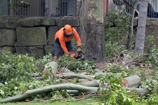 Reliable Gulfport, FL Tree Service Solutions